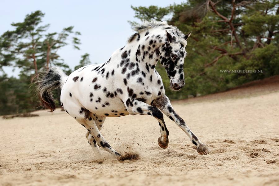 Model- Passe Partout of Martha Weening - Appaloosa Horse @Nikki de Kerf - Equestrian Photographer